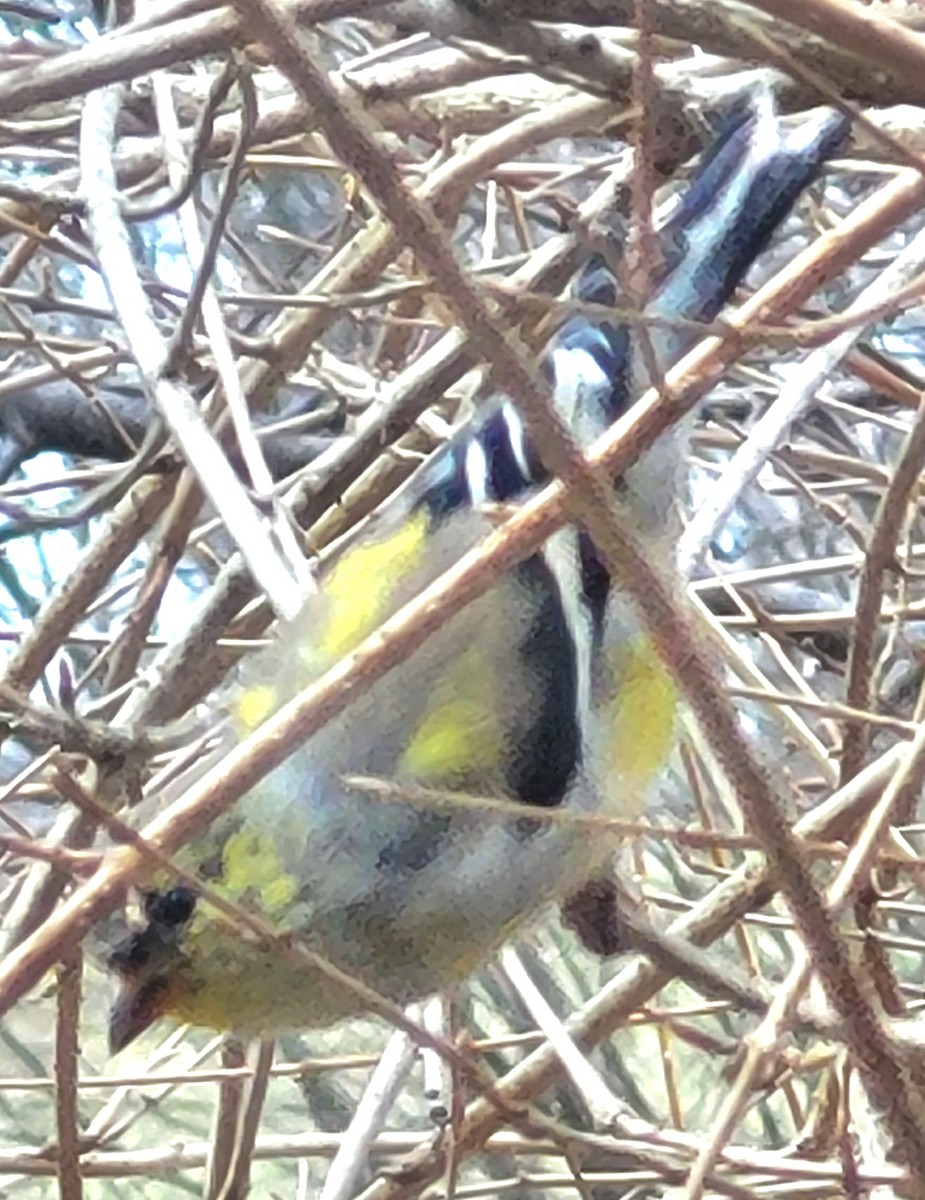 American Goldfinch - ML616521540