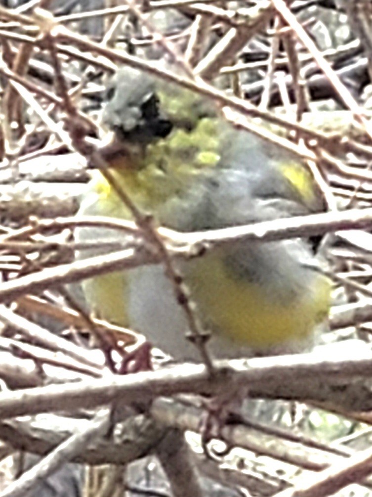 American Goldfinch - Samuel Harris