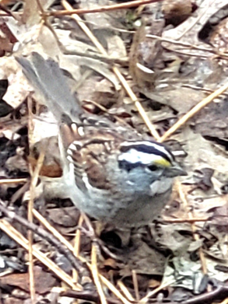 White-throated Sparrow - ML616521543