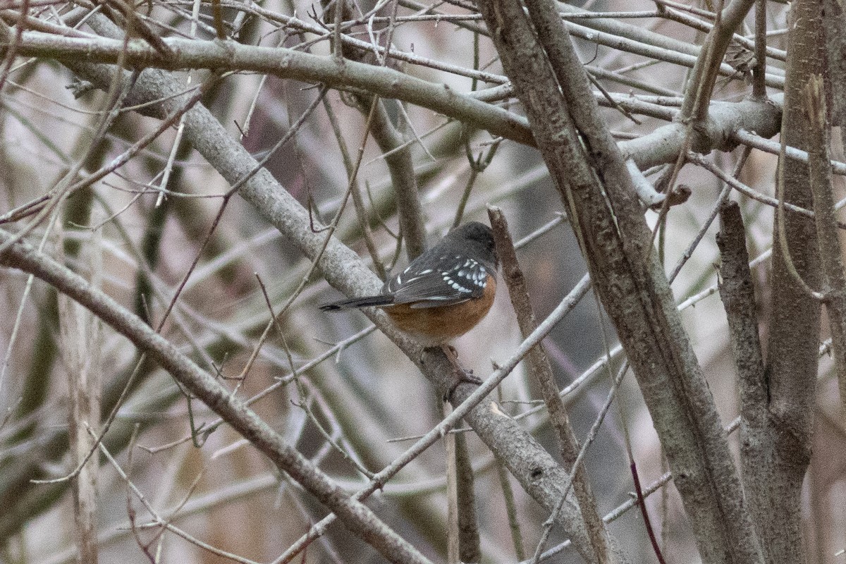 Spotted Towhee - ML616521544