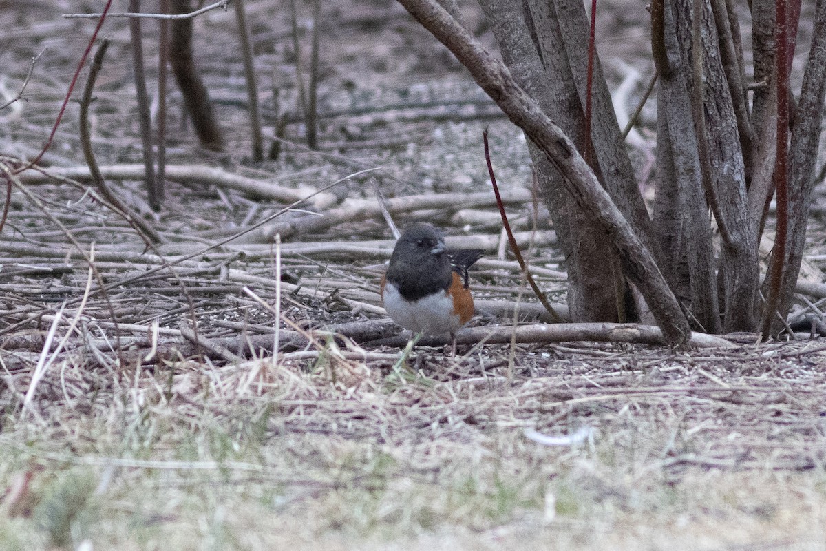 Spotted Towhee - ML616521545