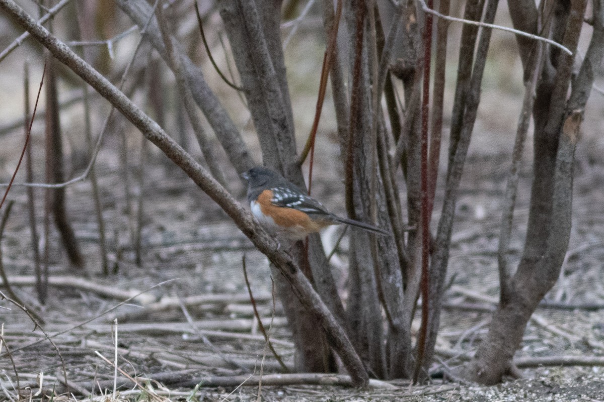 Spotted Towhee - ML616521547