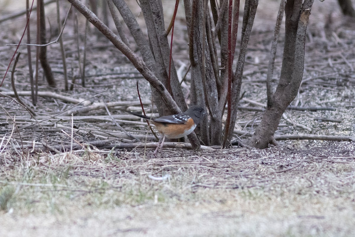 Spotted Towhee - ML616521548