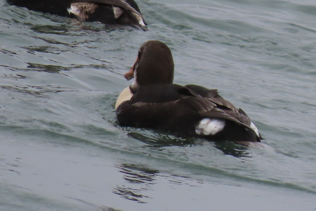 King Eider - ML616521555