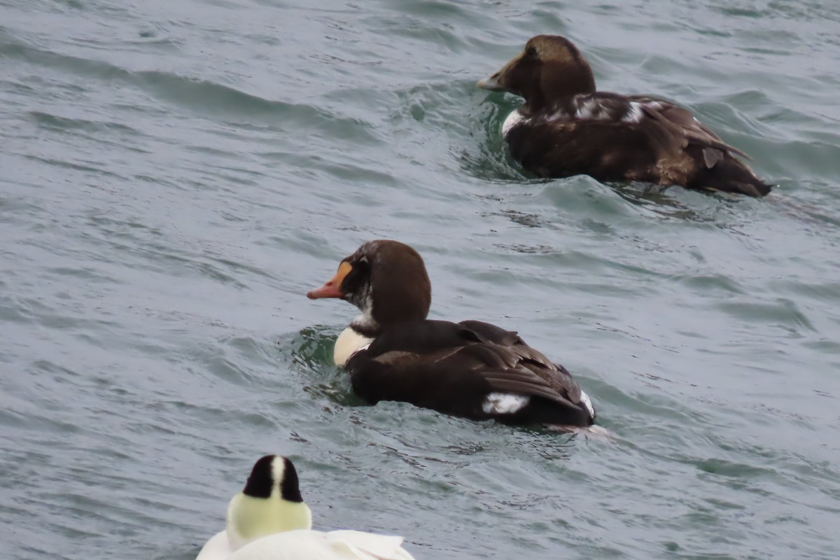 King Eider - Kathleen Rawdon