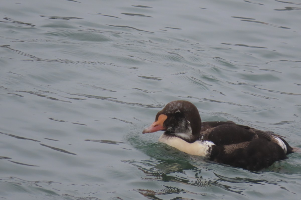 King Eider - ML616521559