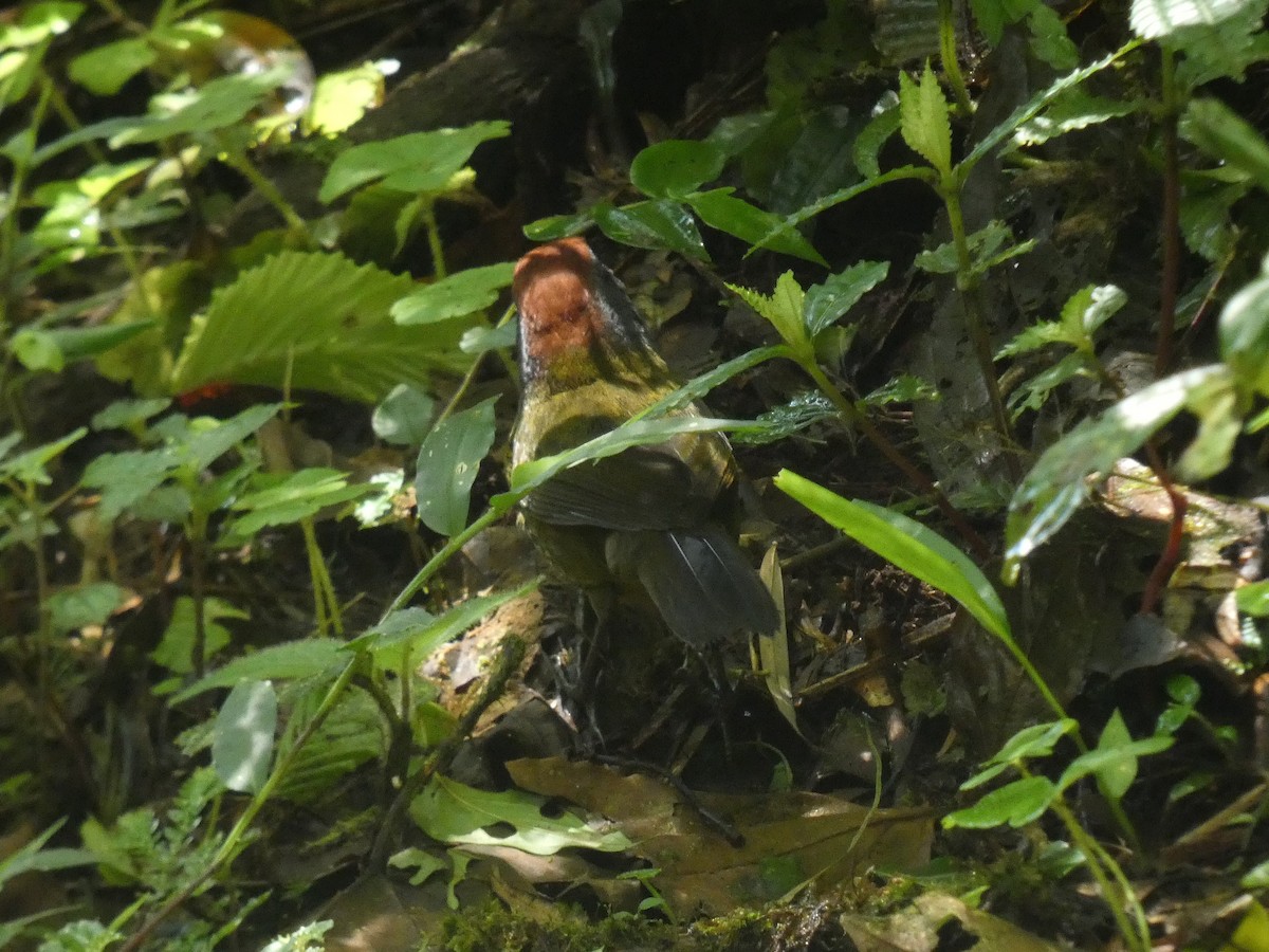 Sooty-faced Finch - Paul Suchanek