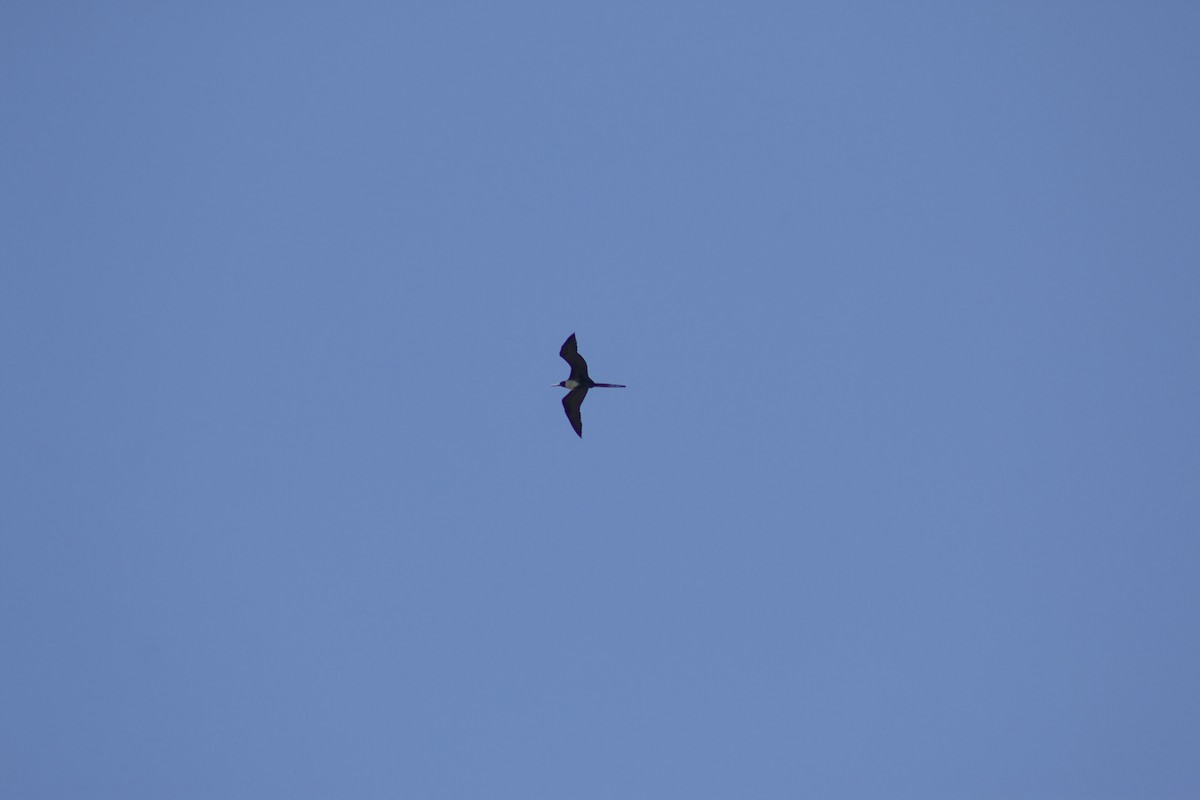 Magnificent Frigatebird - ML616521581