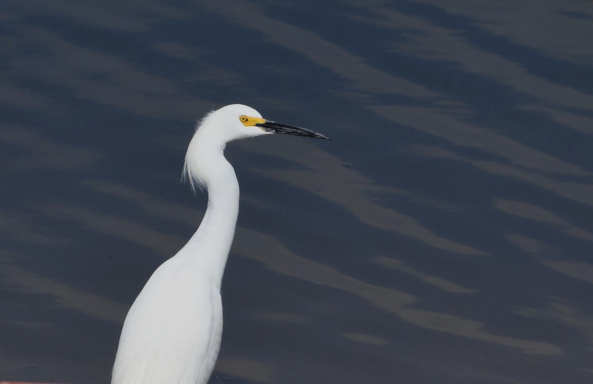 Snowy Egret - ML616521590