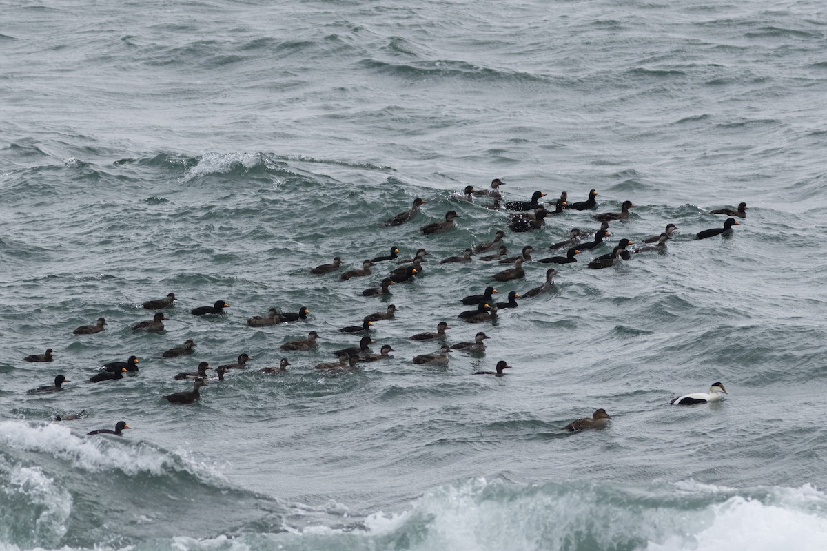 Black Scoter - ML616521611