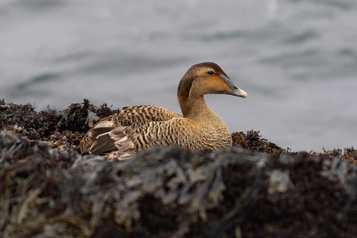 Common Eider - ML616521616