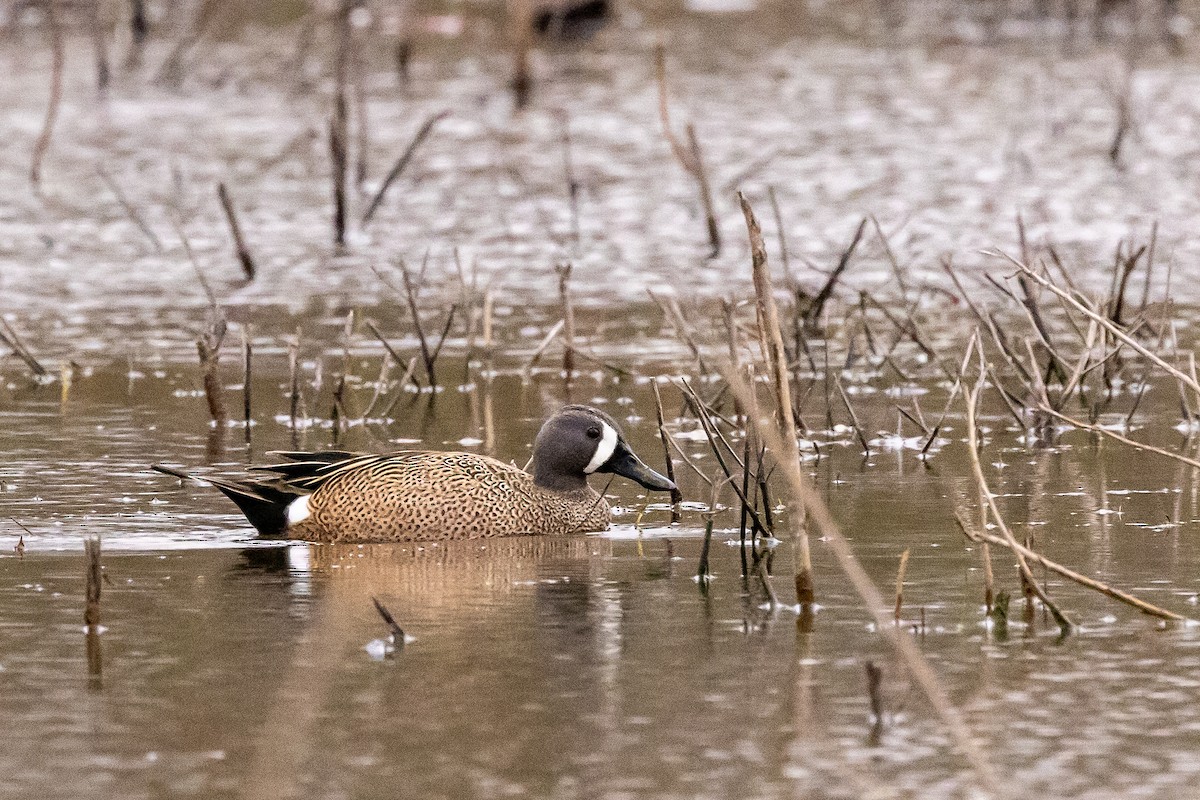 Blue-winged Teal - ML616521626