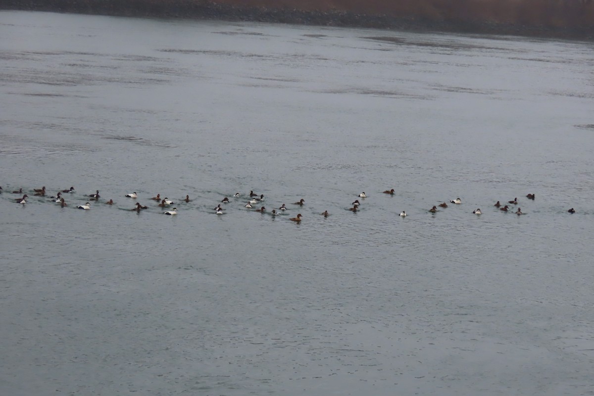 Common Eider - Kathleen Rawdon