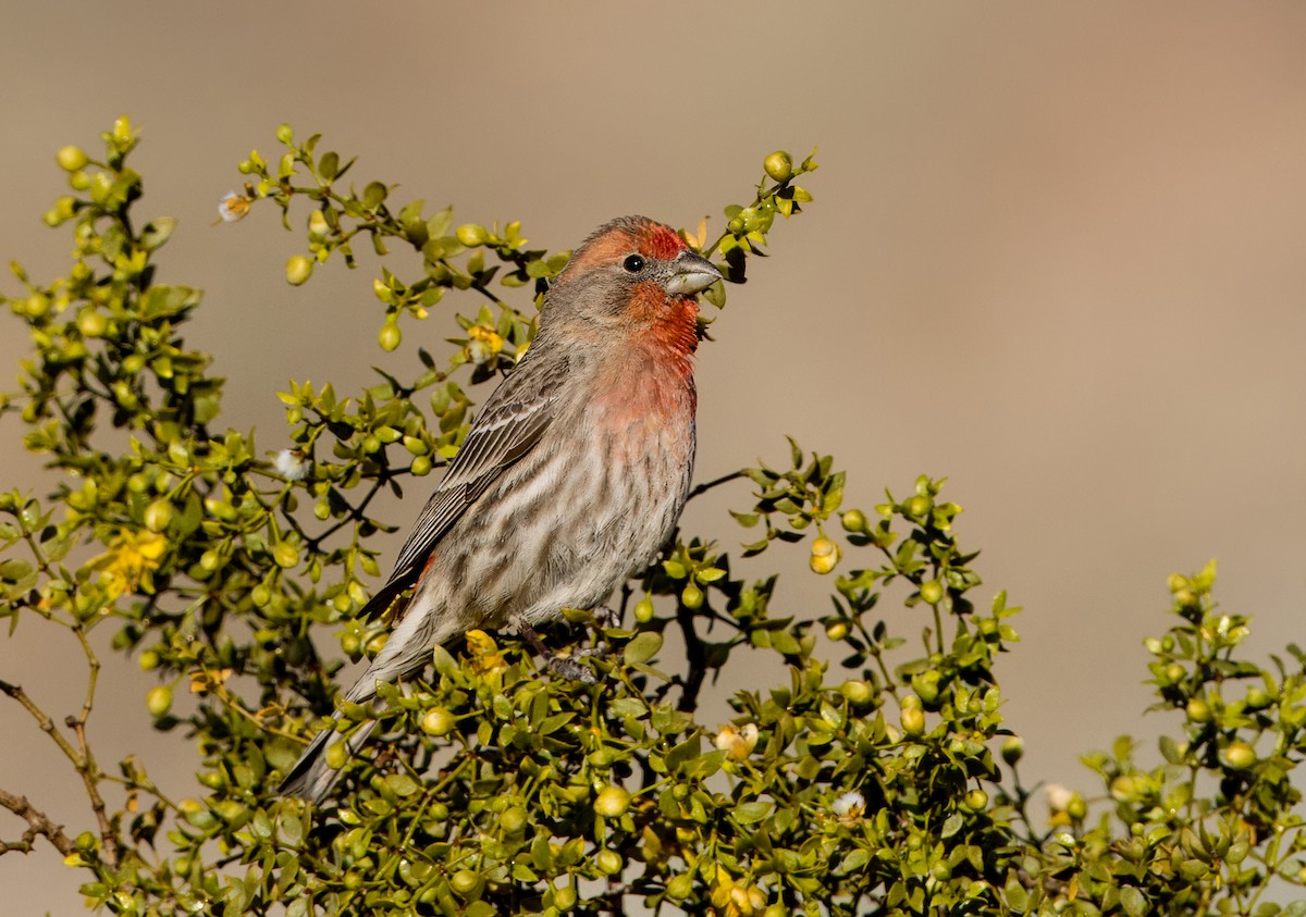 House Finch - ML616521677