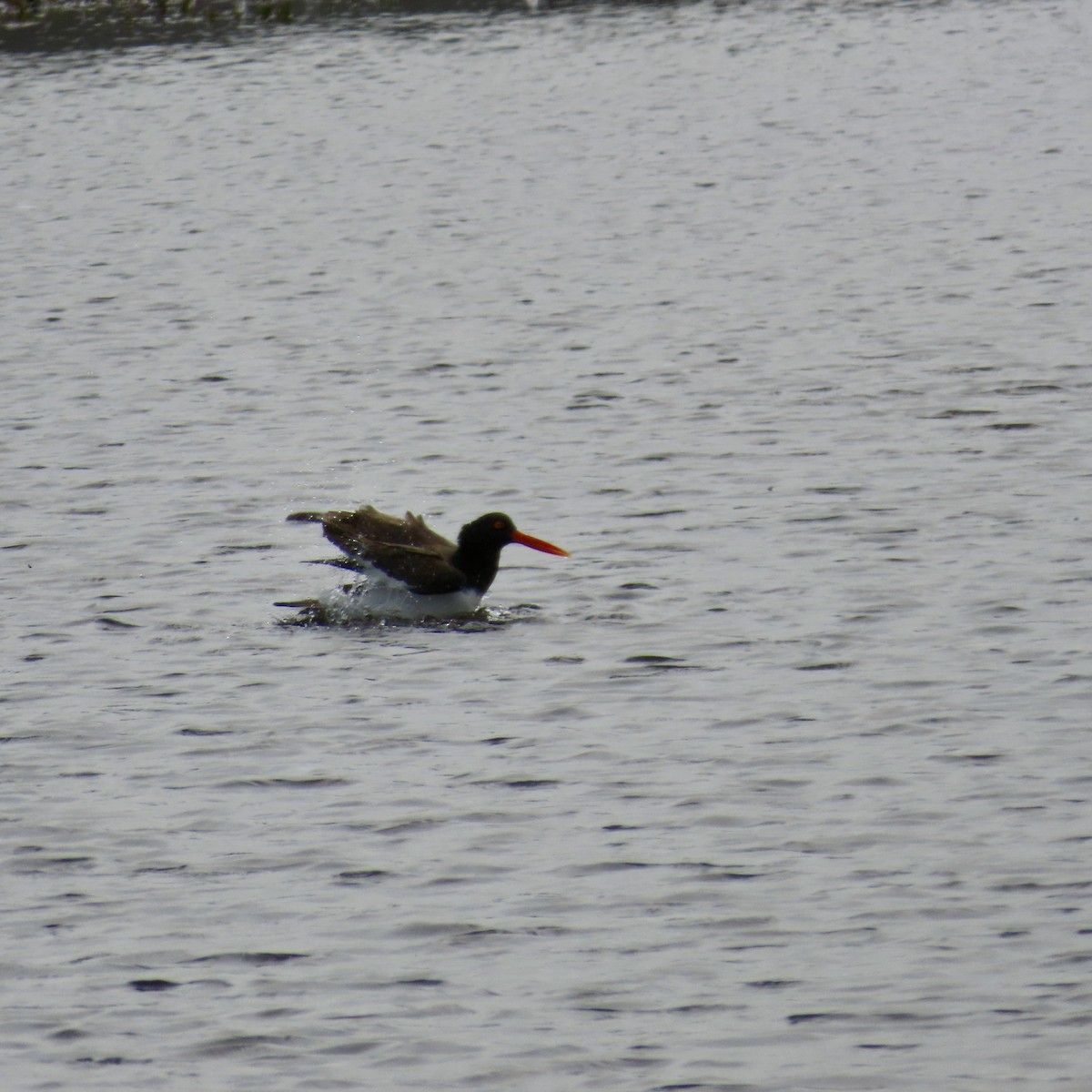American Oystercatcher - ML616521685