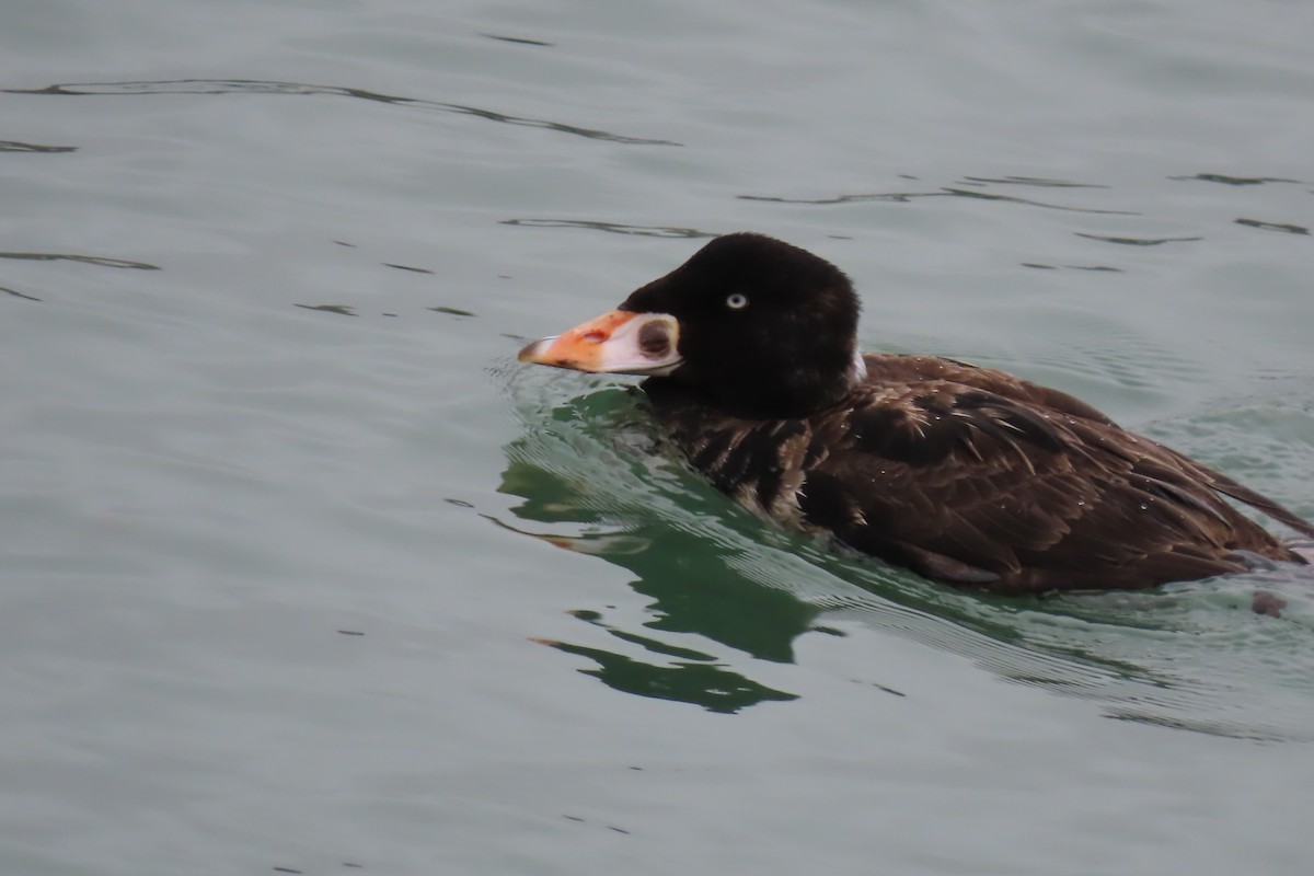 Surf Scoter - ML616521709