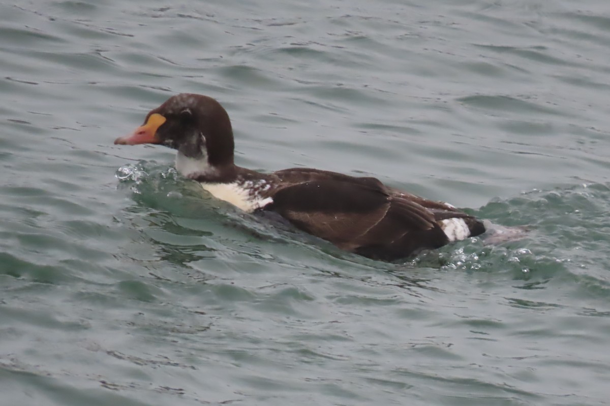 King Eider - ML616521760