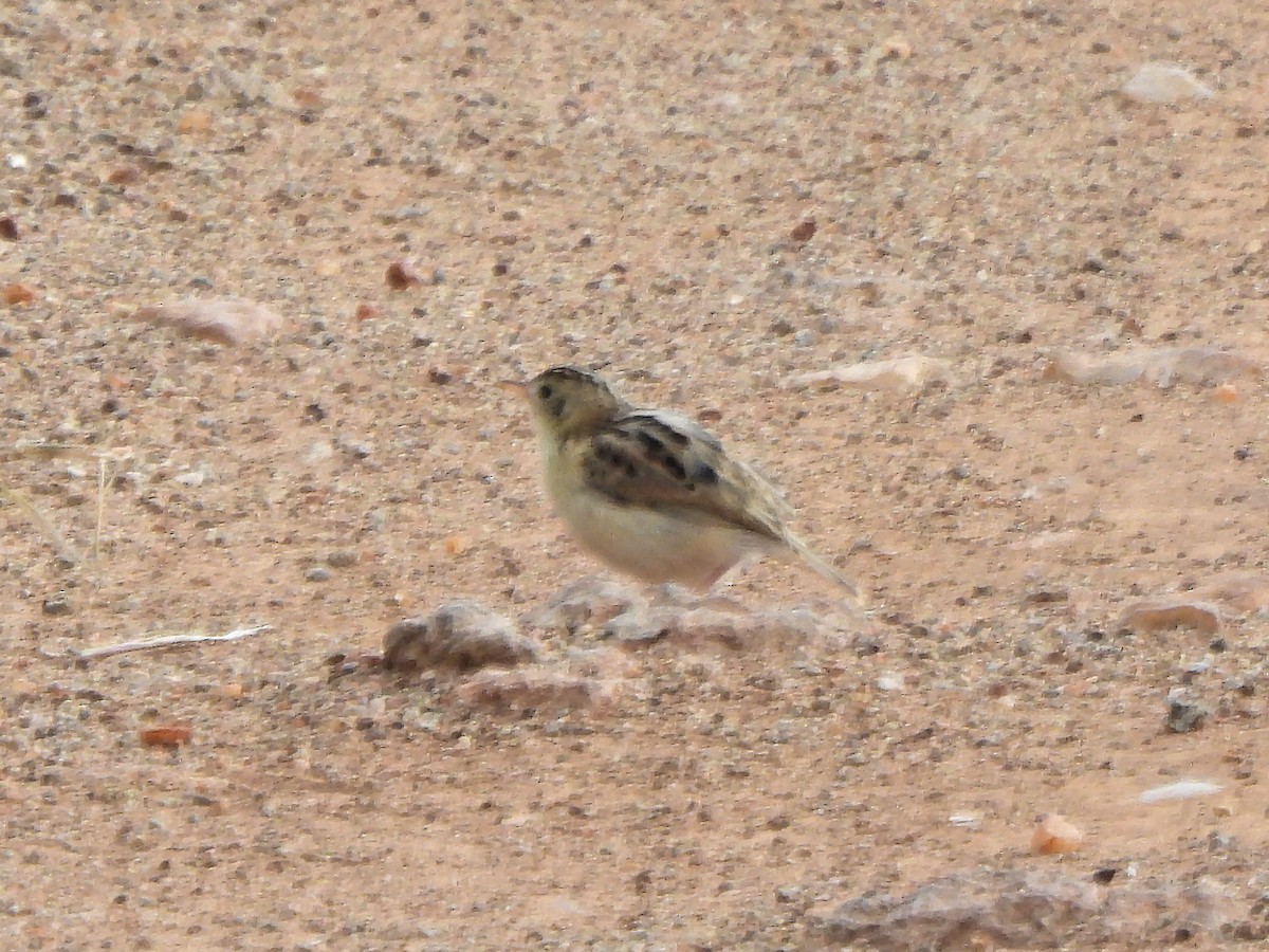 Desert Cisticola - Teresa Cohen