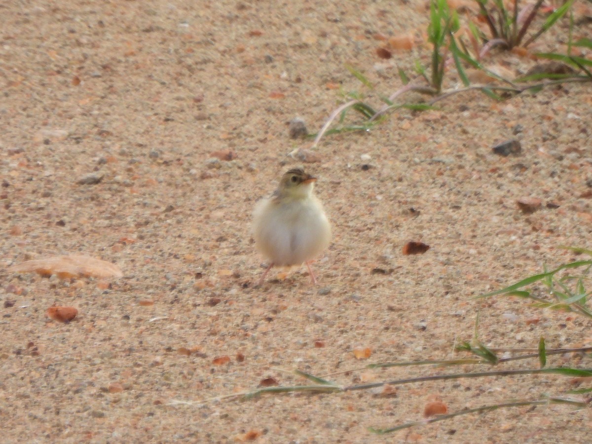 Desert Cisticola - ML616521769