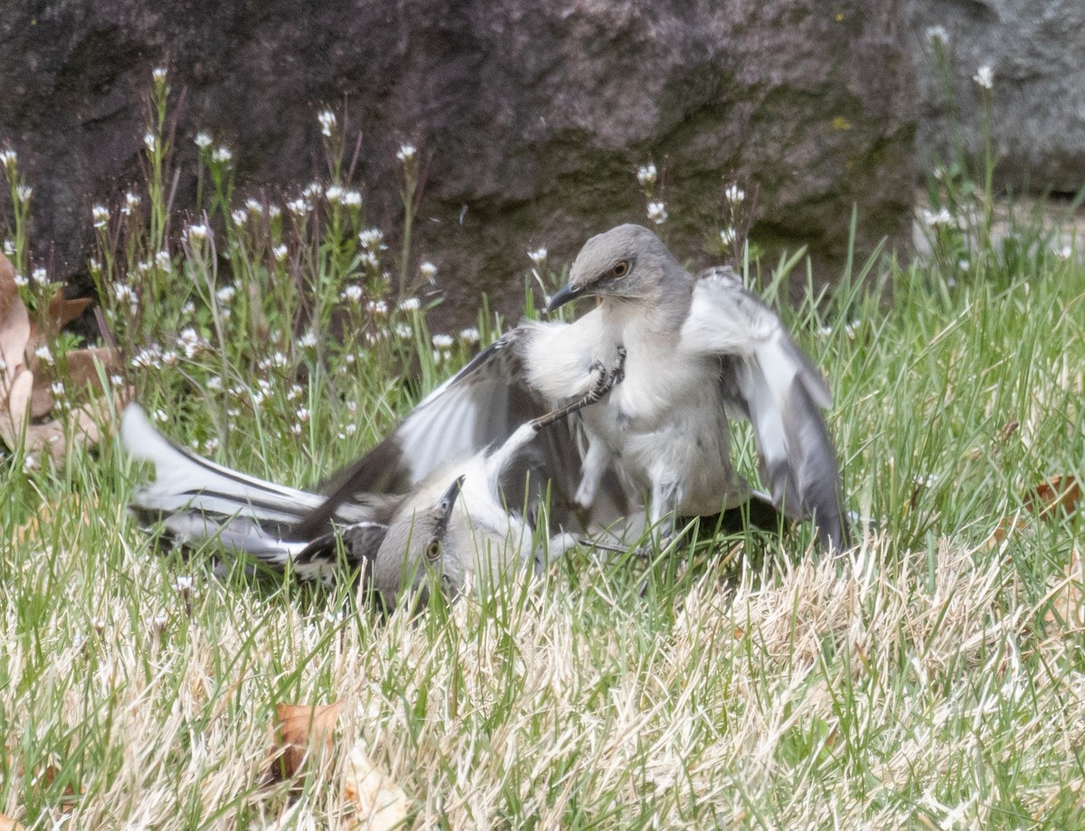 Northern Mockingbird - MCHL ____