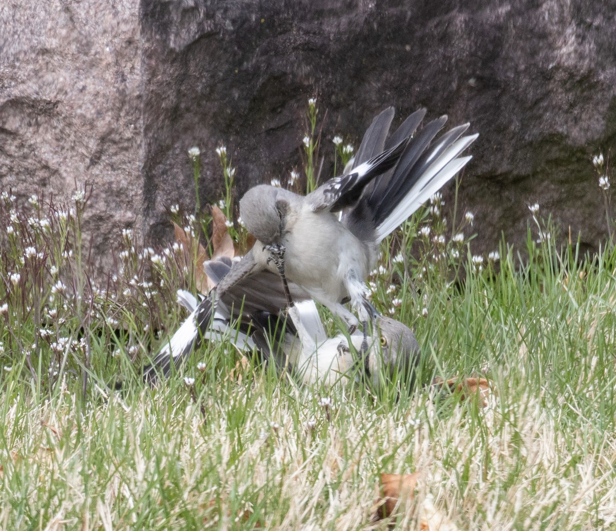 Northern Mockingbird - MCHL ____