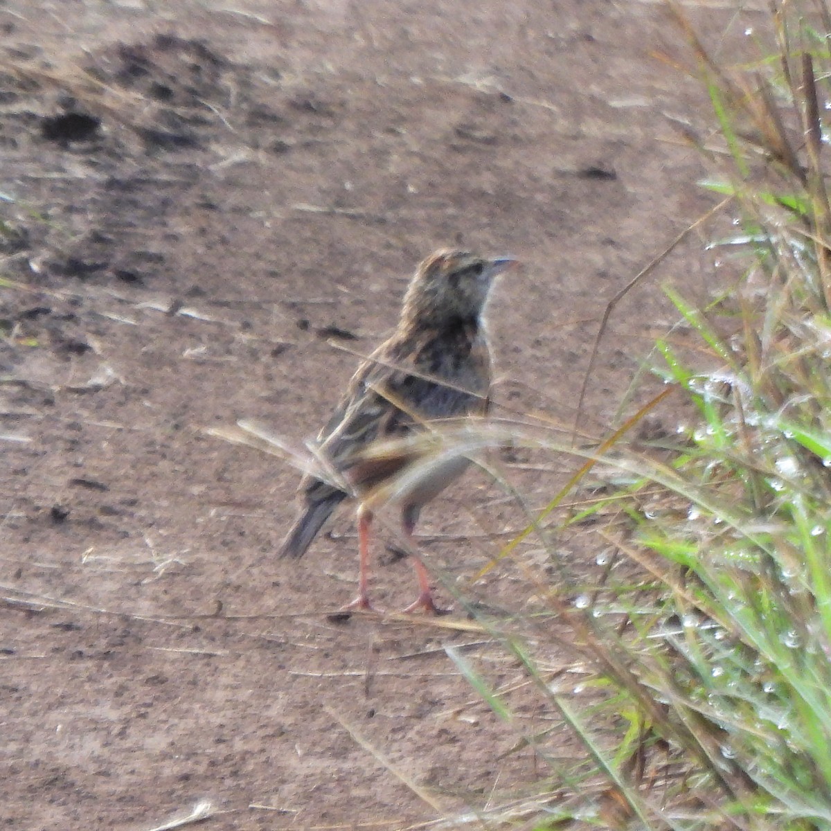 tanımsız Alaudidae sp. - ML616521828