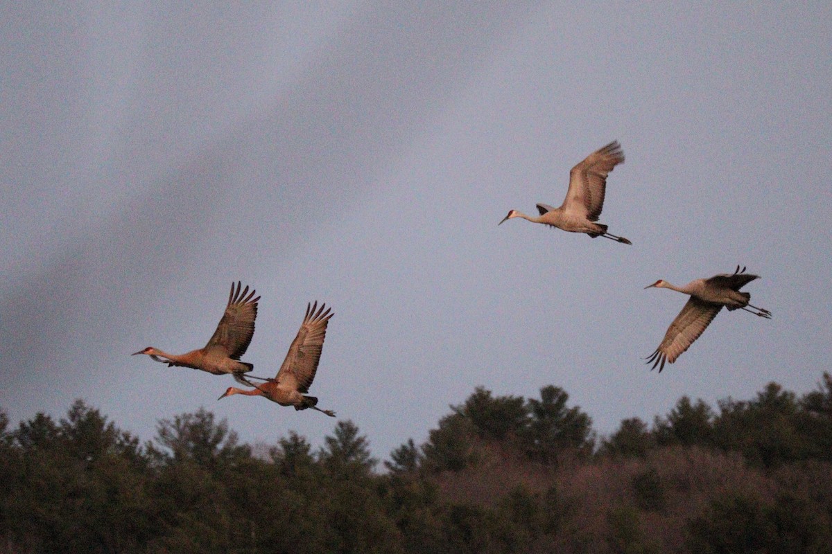 Sandhill Crane - ML616521848