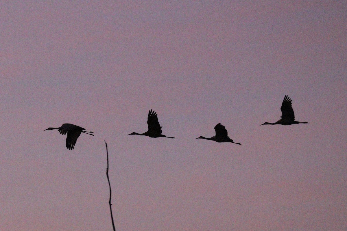 Sandhill Crane - ML616521849