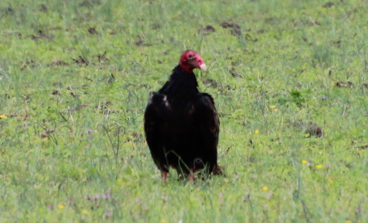 Turkey Vulture - ML616521871