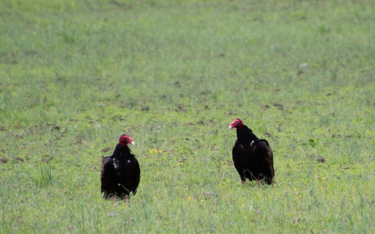 Turkey Vulture - ML616521872