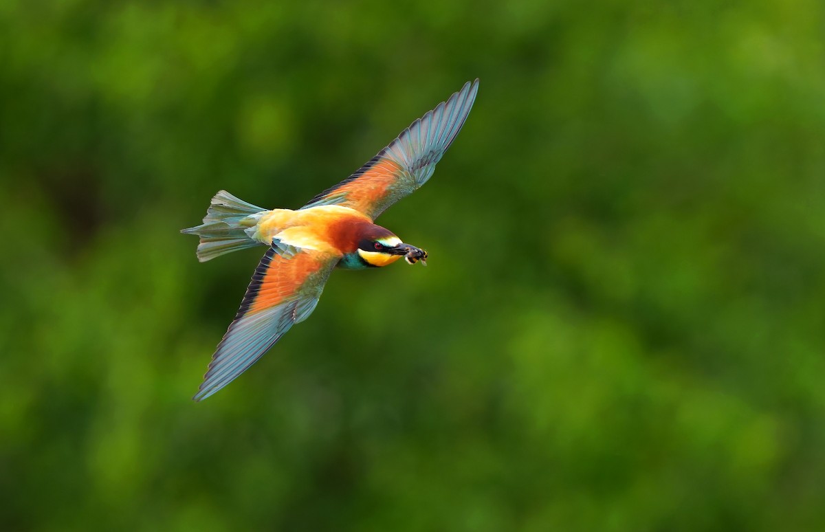 European Bee-eater - Daniel López-Velasco | Ornis Birding Expeditions