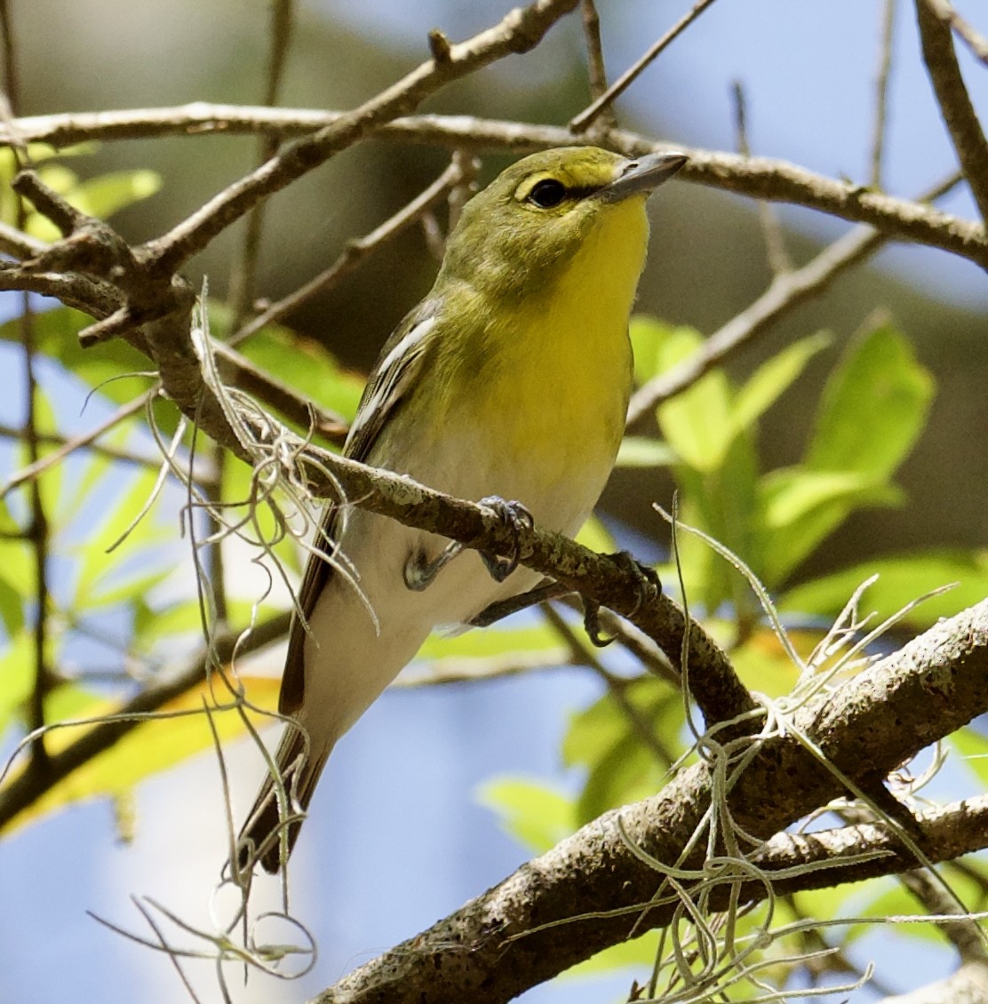 Yellow-throated Vireo - ML616521958