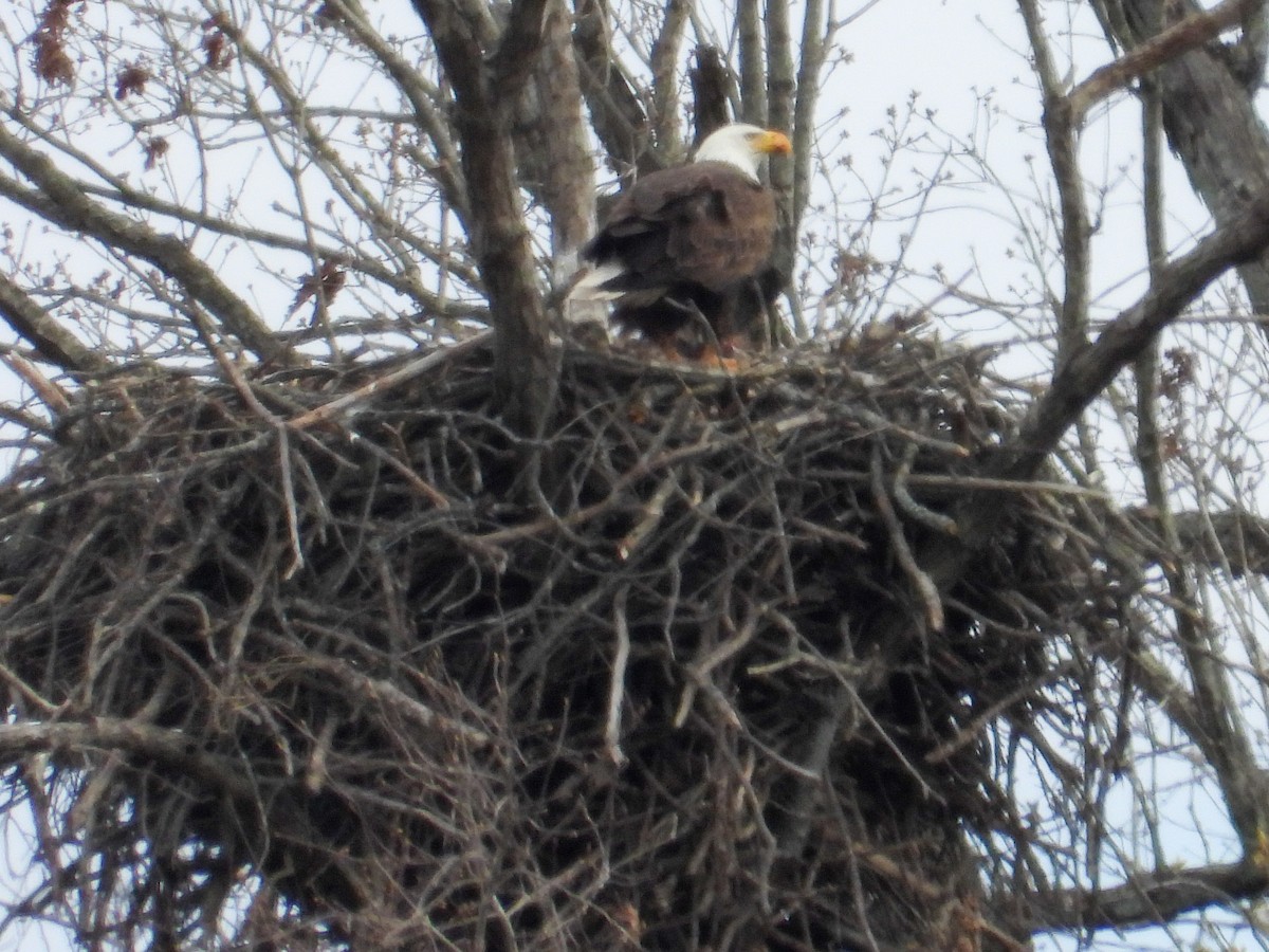 Weißkopf-Seeadler - ML616521961