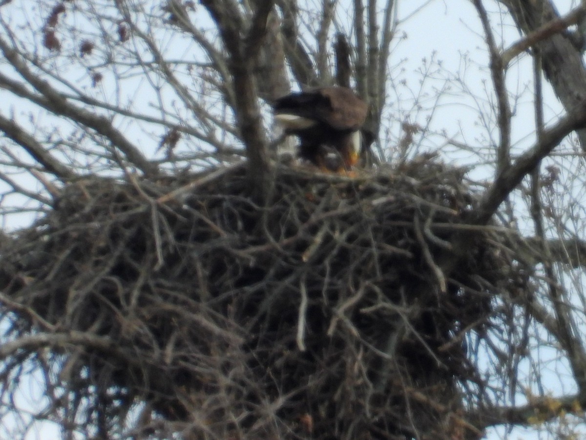 Bald Eagle - Anonymous