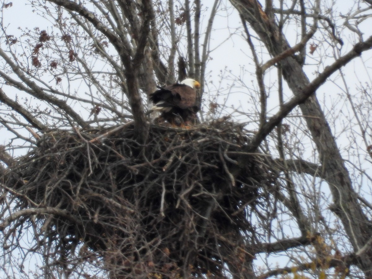 Bald Eagle - Anonymous