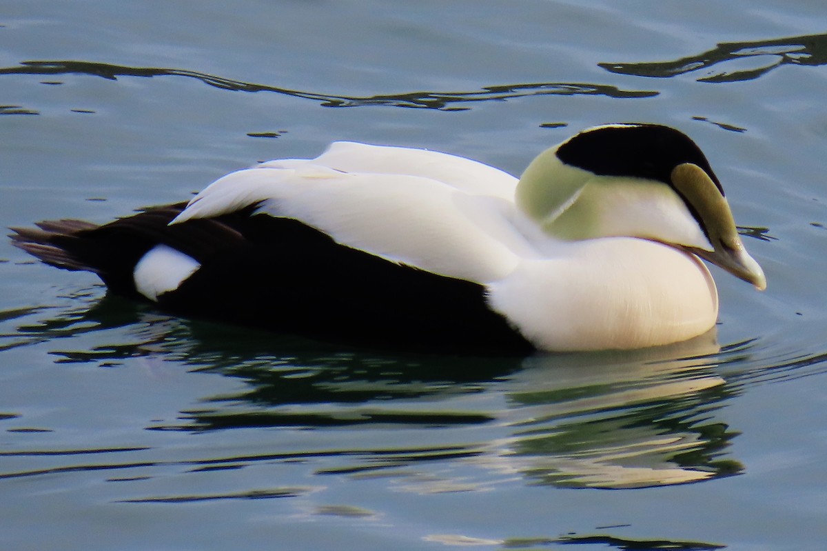 Common Eider - ML616521966