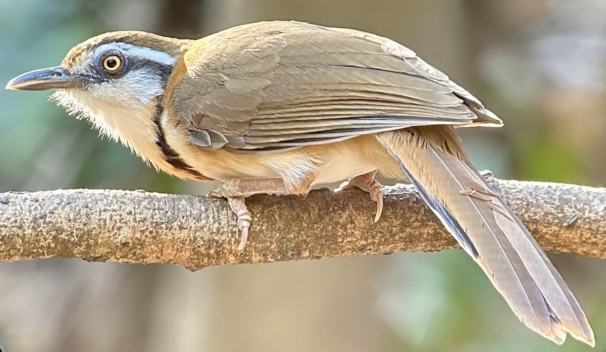 Lesser Necklaced Laughingthrush - ML616521972