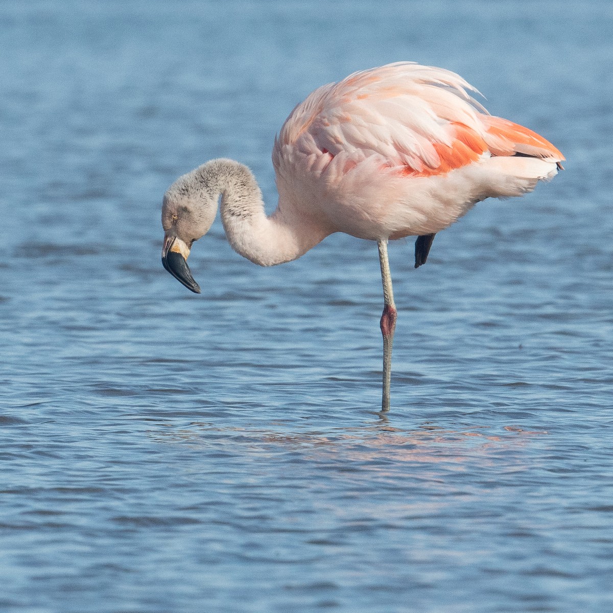 Şili Flamingosu - ML616521974