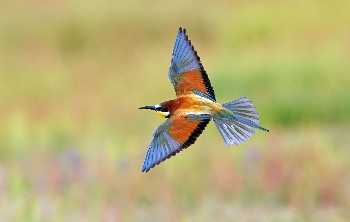 European Bee-eater - Daniel López-Velasco | Ornis Birding Expeditions