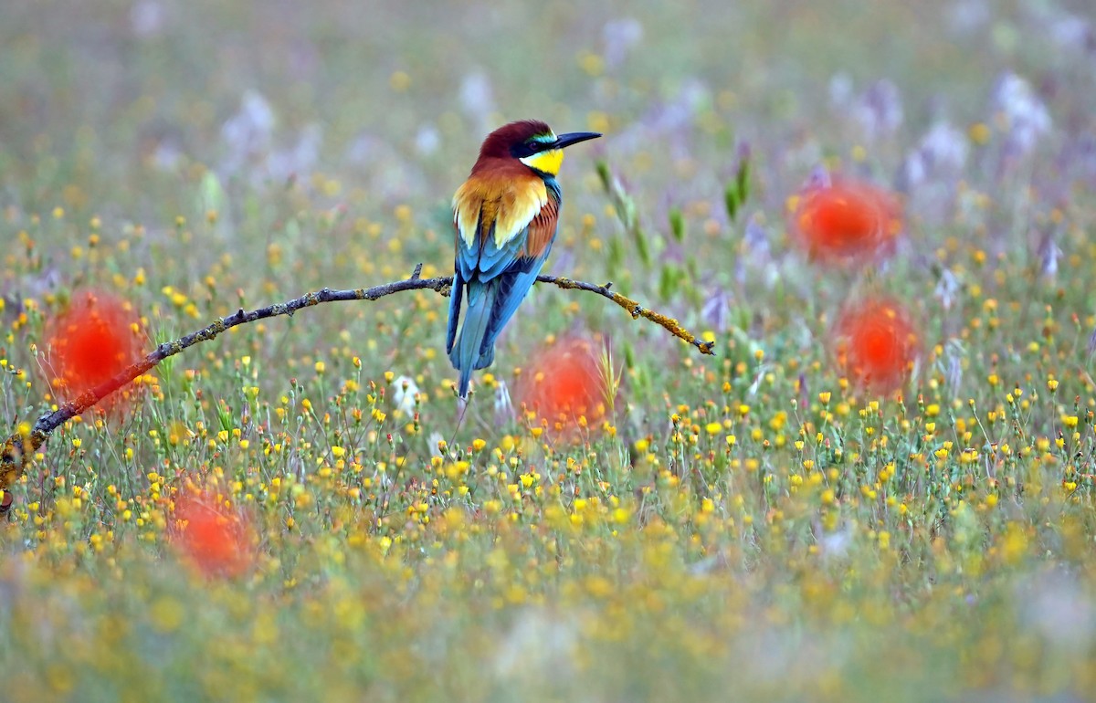 European Bee-eater - Daniel López-Velasco | Ornis Birding Expeditions