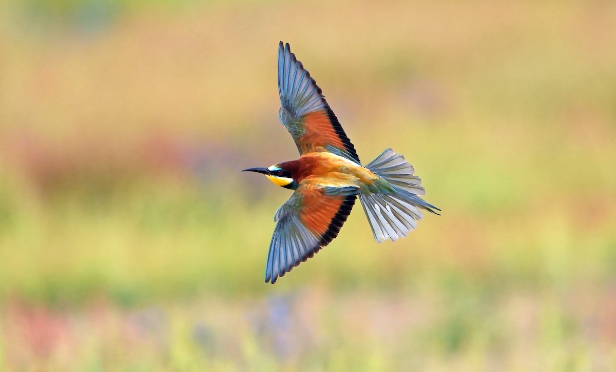 European Bee-eater - Daniel López-Velasco | Ornis Birding Expeditions