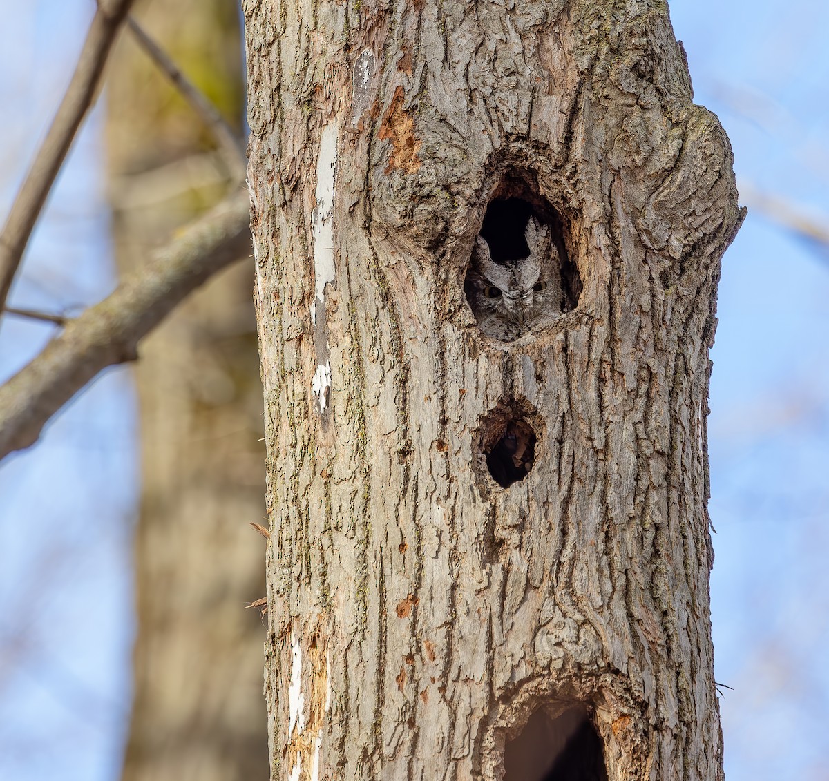 Eastern Screech-Owl - ML616522052