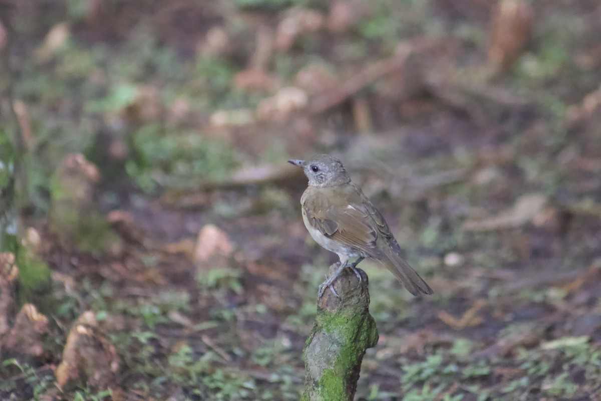 Pale-breasted Thrush - Rachel Jalbert