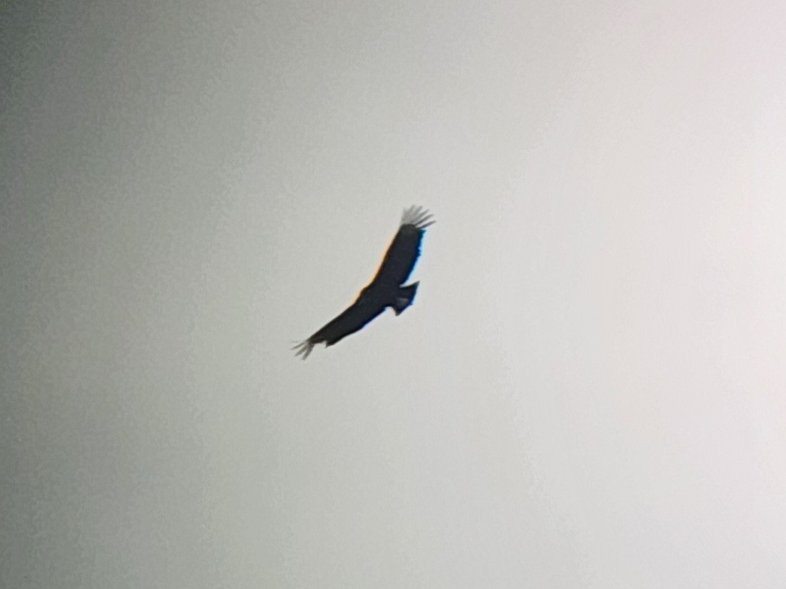 Zopilote beltza - ML616522069