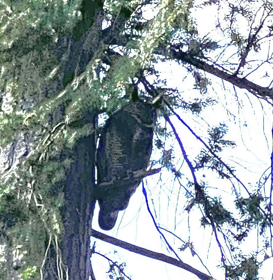 Great Horned Owl - ML616522076