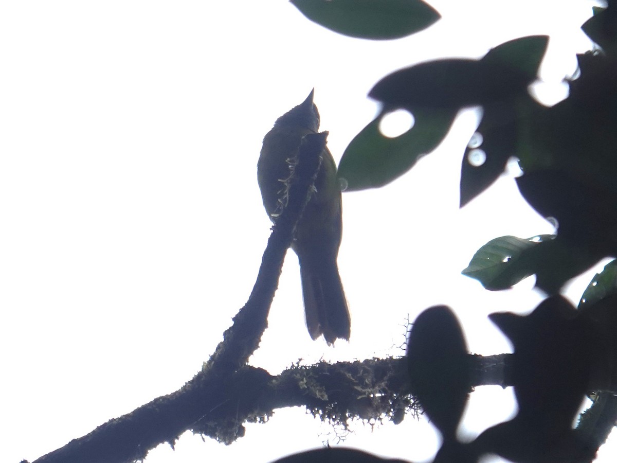Olive-backed Tanager - ML616522102