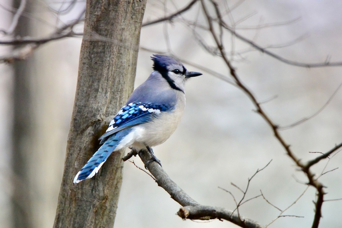 Blue Jay - Seth Honig