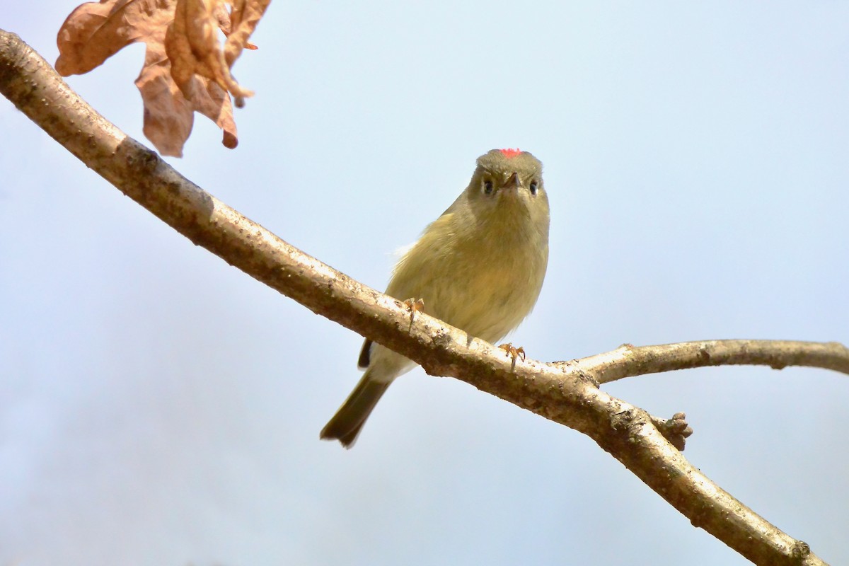 Roitelet à couronne rubis - ML616522108