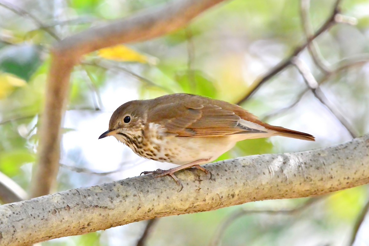 Hermit Thrush - ML616522116