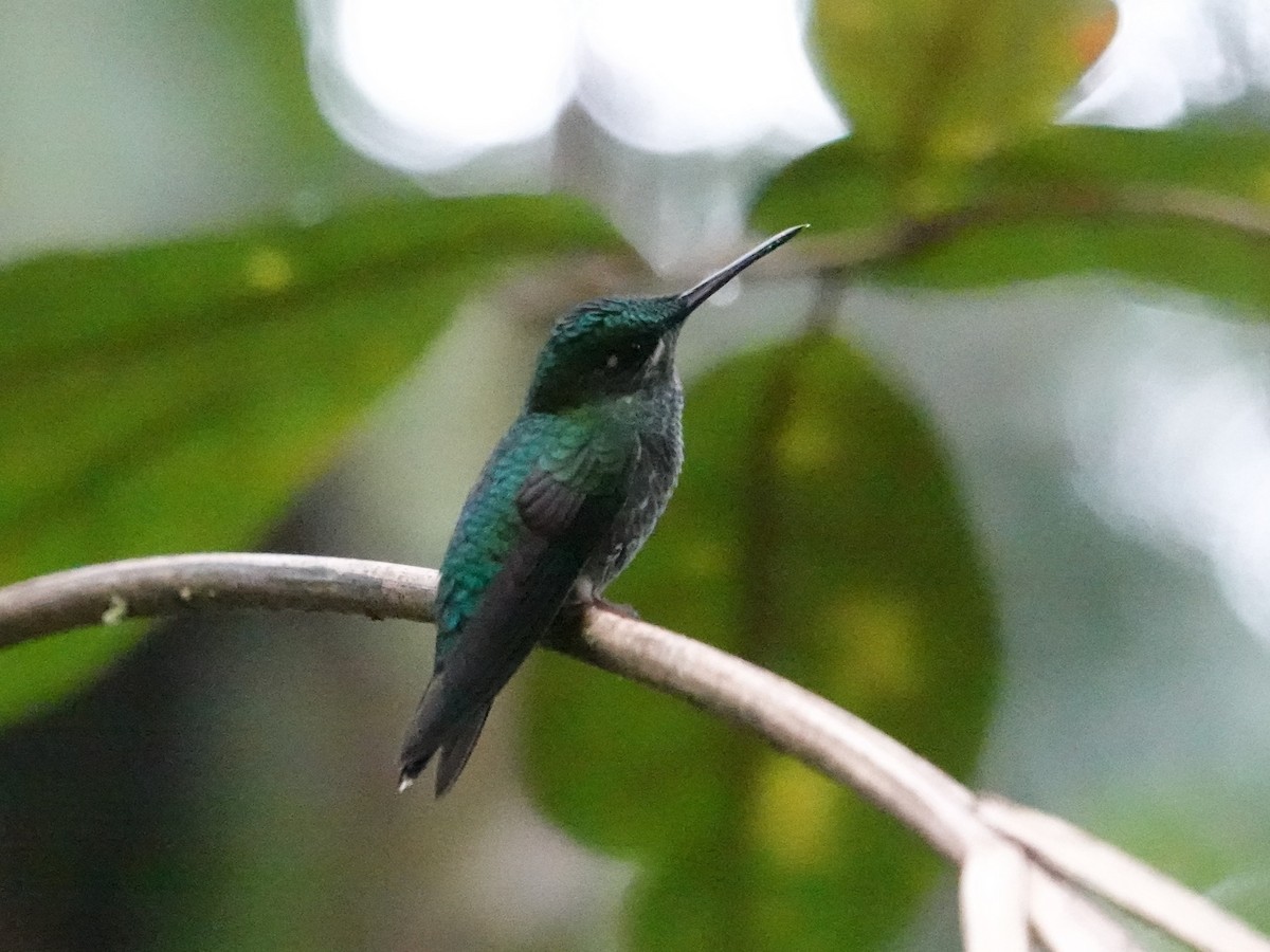 kolibřík sametový - ML616522126